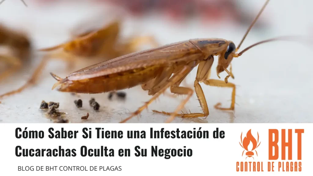 Cómo Saber Si Tiene una Infestación de Cucarachas Oculta en Su Negocio