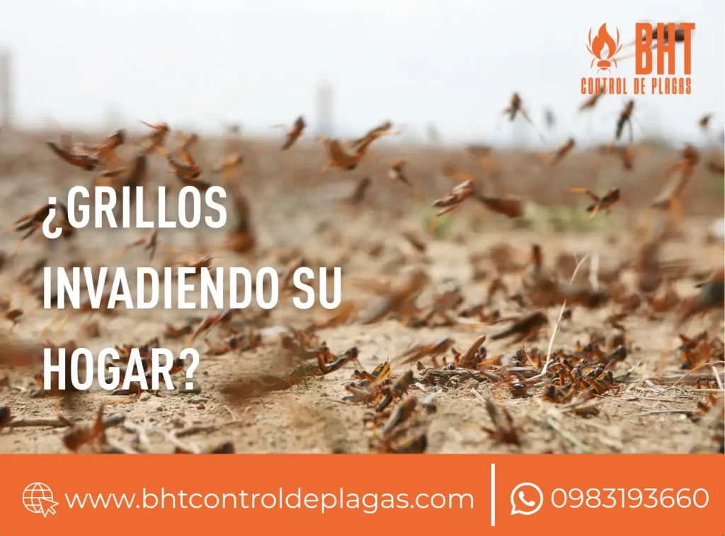 invacion-de-grillos