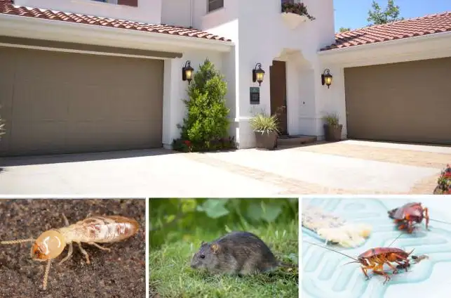 problemas de plagas invernales 